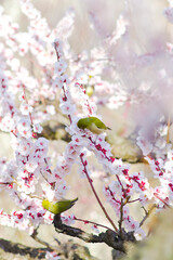 A white-eye stops at a plum tree.