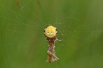  Vierfleckkreuzspinne (Araneus quadratus) mit erbeutetem Grashüpfer