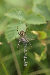 Wespenspinne (Argiope bruennichi) von unten