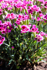 Obraz premium Floral background made of blooming pink garden carnation. Macro view of purple blossom bush.Small beautiful flowers. Springtime and summer concept. Gardening, floristry. Space for text. 