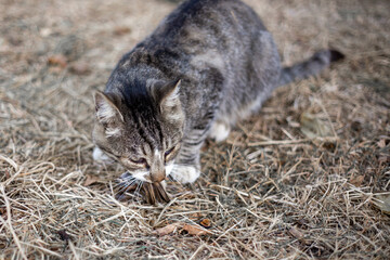 street gray tabby cat has caught a sparrow and is eating it. Wild animals