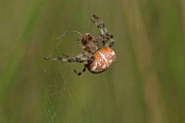  Vierfleckkreuzspinne (Araneus quadratus) mit Beute