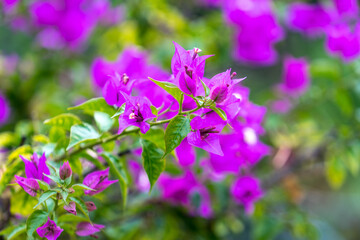 Obraz premium Bright pink bougainvillea flowers on blurred green background