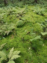 fern in the forest