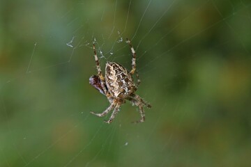 Gartenkreuzspinne (Araneus diadematus)