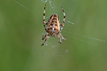 Gartenkreuzspinne (Araneus diadematus)