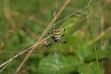Wespenspinne (Argiope bruennichi)