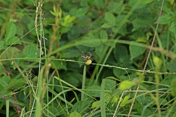 Vierfleckkreuzspinne (Araneus quadratus) mit Beute