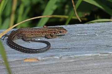 Junge Mooreidechse (Zootoca vivipara) auf Bohlenweg am Ewigen Meer