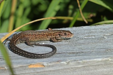 Junge Mooreidechse (Zootoca vivipara) auf Bohlenweg am Ewigen Meer