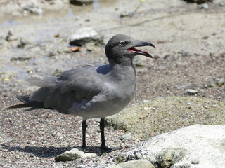 Lavamöwe, Leucophaeus fuliginosus, endemische Art auf den Galapagos-Inseln. Seltenste Möwe der Welt. 