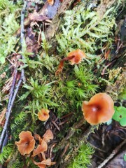 mushrooms in the forest