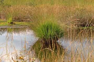 Moorauge am Ewigen Meer in Ostfriesland