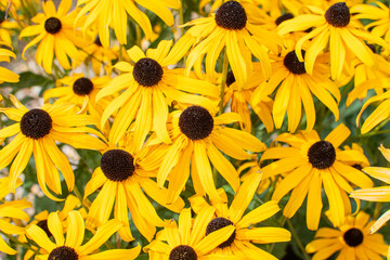 Feld mit gewöhnlichem Sonnenhut in gelb / Rudbeckien