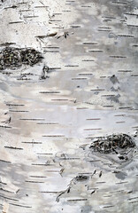 birch bark wood texture white background
