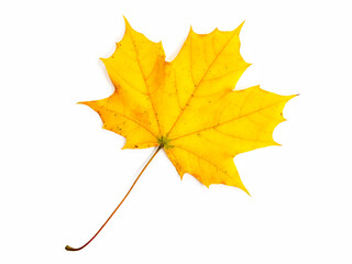 autumn leaf isolated on white background