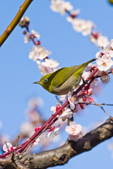 A white-eye stops at a plum tree.