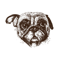 Hand drawn portrait of pug dog, isolated on white, vector illustration