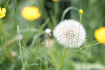 May flowers field of dandelion in garden in sunny day for wallpaper background. Spring begins in meadow, Mother's day in summer