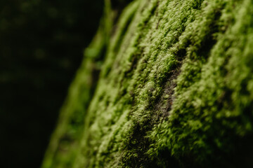 Green moss on the rocks