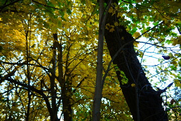 Obraz premium Autumn leaves