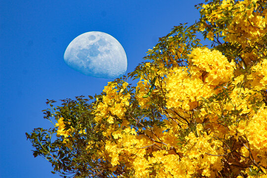 Flora&ccedil;&atilde;o de Ip&ecirc; em lua crescente.