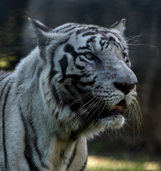 albino royal bengal tiger close up