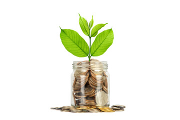 Glass jar is full of coins and has a treetop on top over white background. Saving money for...