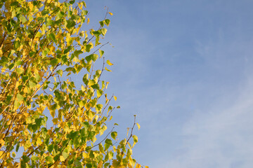 Beautiful autumn tree and blue sky copy space