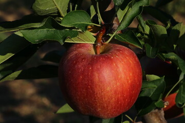 Cultivation of red apples in the Italian countryside, Emilia-Romagna region, Italy