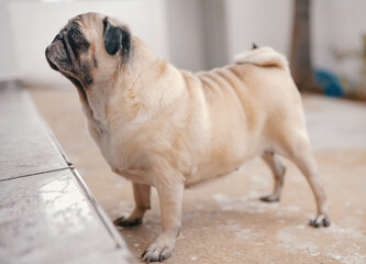 elderly pug