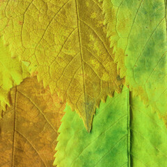 Colorful leaves background. Natural organic texture.

