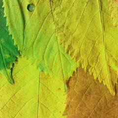 Colorful leaves background. Natural organic texture.
