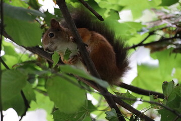 Naklejka na ściany i meble Eichhörnchen versteckt sich im Haselnussbaum