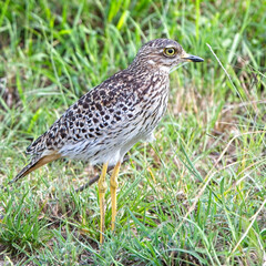 Spotted Thick-knee (Spotted Dikkop, Burhinus capensis), male, Maasai Mara, Kenya.