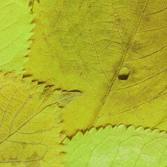 Colorful leaves background. Natural organic texture.
