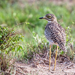 Spotted Thick-knee (Spotted Dikkop, Burhinus capensis), male, Maasai Mara, Kenya.