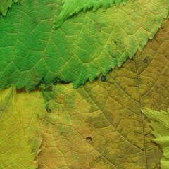 Colorful leaves background. Natural organic texture.
