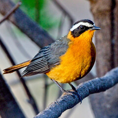 White-browed Robin-chat (Cossypha heuglini), in morning light, Ilkeliani Camp, Maasai Mara, Kenya.
