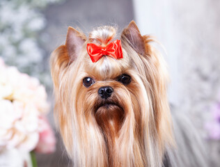 dog Yorkshire terrier long-haired. portrait