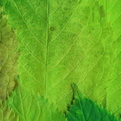 Colorful leaves background. Natural organic texture.
