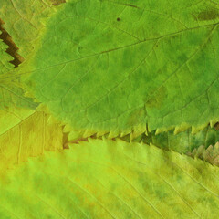 Colorful leaves background. Natural organic texture.
