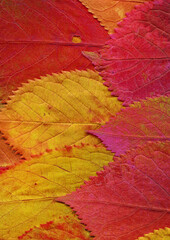 Colorful leaves background. Natural organic texture.
