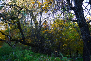 Obraz premium Autumn Park