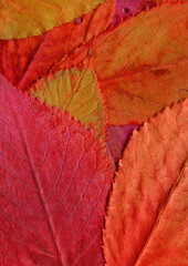 Colorful leaves background. Natural organic texture.
