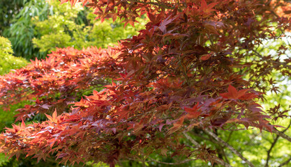 Beautiful Colorful Vibrant Red Maple Leaf Tree in Japan Travel Fall Season