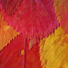 Colorful leaves background. Natural organic texture.
