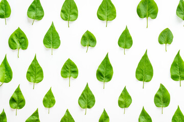 Pattern of green tree leaves, nature background. Overhead view, flat lay