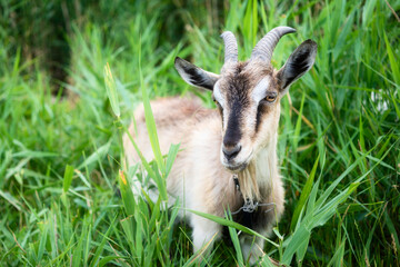 Domestic smoke goat with horns walking in pasture, enjoying warm summer day. Closeup view of beautiful gray farm animal with collar on long leash in countryside eating grass. Farm animals concept.