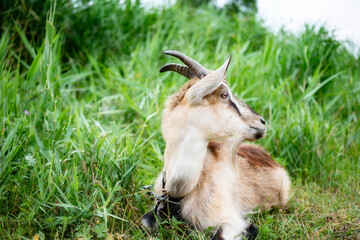 Domestic smoke goat with horns walking in pasture, enjoying warm summer day. Closeup view of beautiful gray farm animal with collar on long leash in countryside eating grass. Farm animals concept.